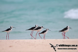 Black-winged Stilt 2447.jpg