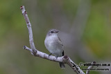 Lemon-bellied Flycatcher 8486.jpg