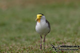 Masked Lapwing 7182.jpg