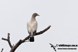 Pied Imperial-Pigeon 8175.jpg