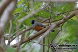 Black-faced Monarch 8001.jpg