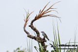 White-bellied Cuckoo-shrike 8446.jpg