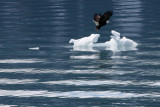 eagle on ice-Northwestern Fjord