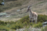 Spanish Ibex