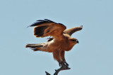 Botswana Birds 2008