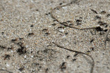 Army ants, Cahuita.jpg