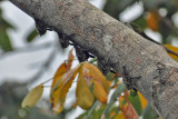 Long-nosed bats, Cahuita.jpg