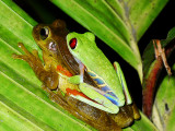 Mating red-eyed tree frogs, Canuita.jpg