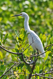 Snowy egret.jpg