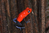 Bluejeans Poison Dart Frog, La Selva.jpg