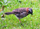 Rufous-collared sparrow.jpg