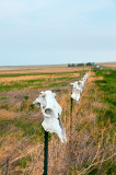 142 This rancher marks his territory