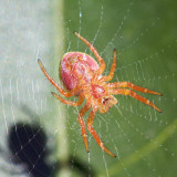 Araneus