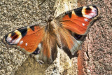 Lepidoptera Nymphalidae Nymphalis io