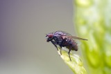 Diptera Muscidae