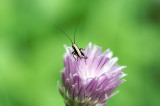 Orthoptera Pholidoptera griseoaptera - 1