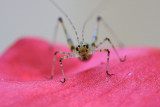 Orthoptera Tettigoniidae Phaneroptera nana
