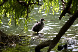 Young Eurasian Coot, Regents Park, London