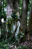 Highgate Cemetery London