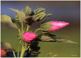 Hibiscus