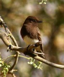 Black Phoebe