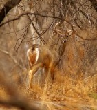 March Buck