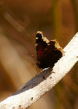 Mourning Cloak #1