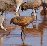 Sandhill Crane #2