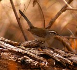 Bewicks Wren