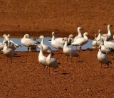 Snow Geese