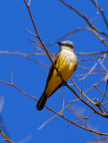 Western Kingbird