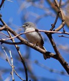 Blue-Grey Gnatcatcher