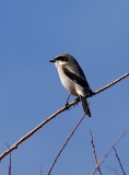 Loggerhead Shrike