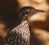 Greater Roadrunner