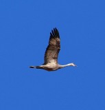 Sandhill Crane #3