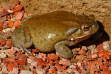 Sonoran Desert Toad
