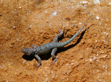 PICT0003cc.jpg
