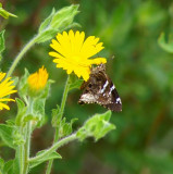 Arizona Skipper