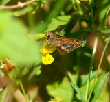 Cassus Skipper