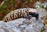 Gila Monster
