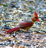 PICT0195c.jpg