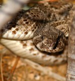 Early Morning Diamondback