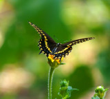 Black Swallowtail