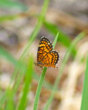 Elada Checkerspot