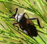 Giant Mesquite Bug