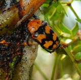 Euphoria fascifera trapezium