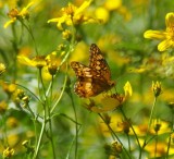Varigated Fritillary 5