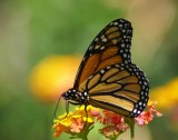 Monarch