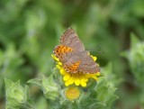 Ares Metalmark