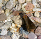 Eufala Skipper